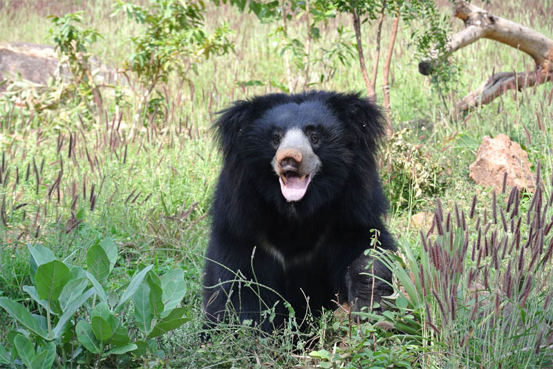 sloth-bear