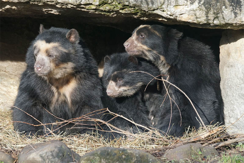 spectacled-bear