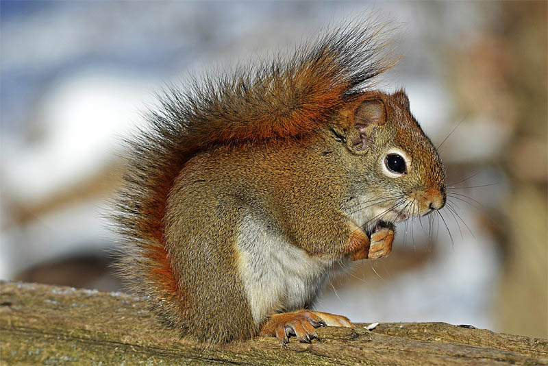 squirrels-can-be-deceptive