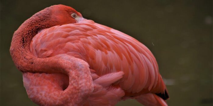 the-flamingo