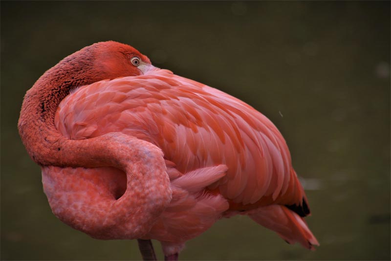 the-flamingo