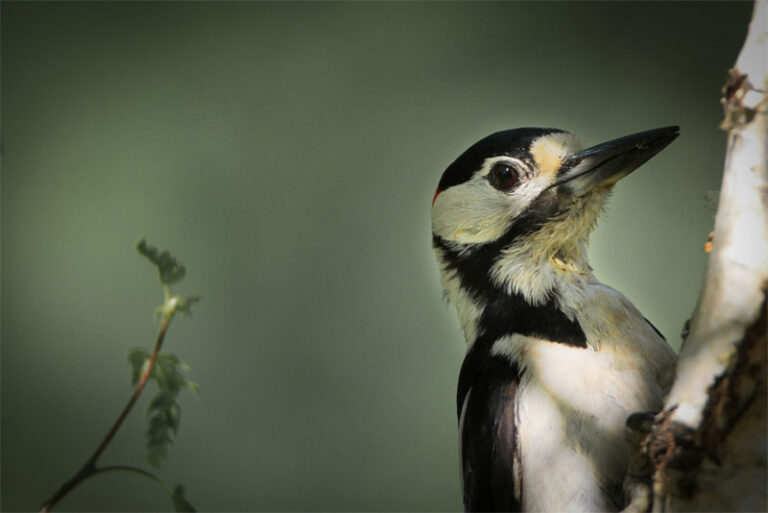 Top 10 interesting facts about woodpeckers - Depth World