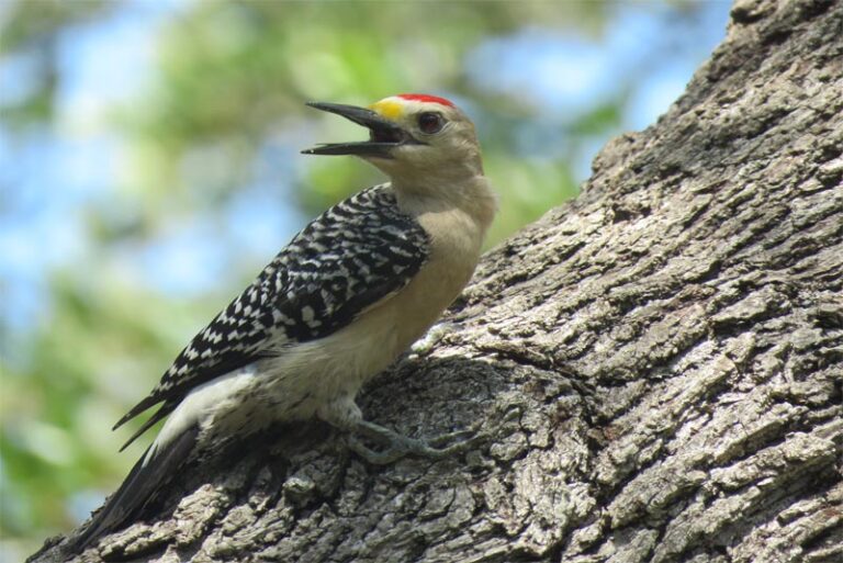 Top 10 interesting facts about woodpeckers - Depth World