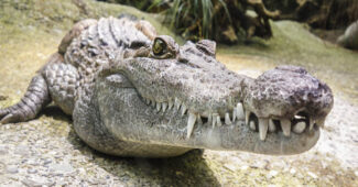 top-10-interesting-facts-about-alligators