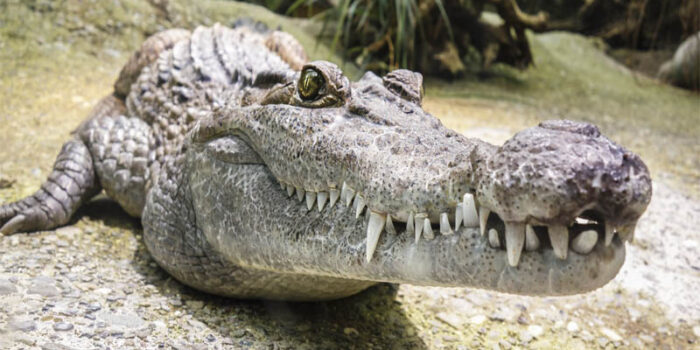 top-10-interesting-facts-about-alligators