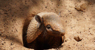 top-10-interesting-facts-about-armadillos