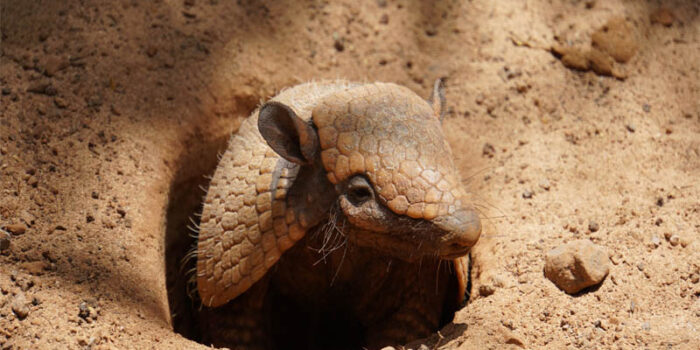 top-10-interesting-facts-about-armadillos