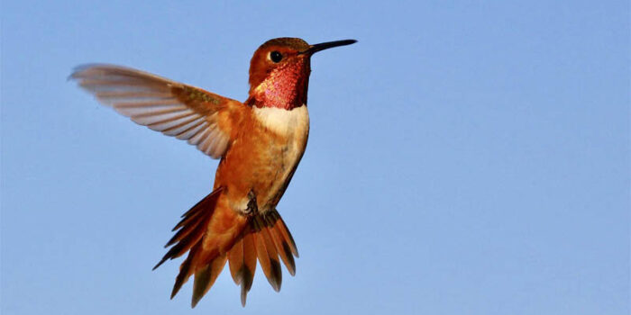 top-10-interesting-facts-about-hummingbirds