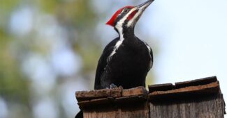 top-10-interesting-facts-about-woodpeckers