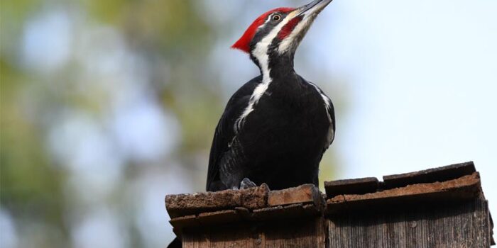 top-10-interesting-facts-about-woodpeckers
