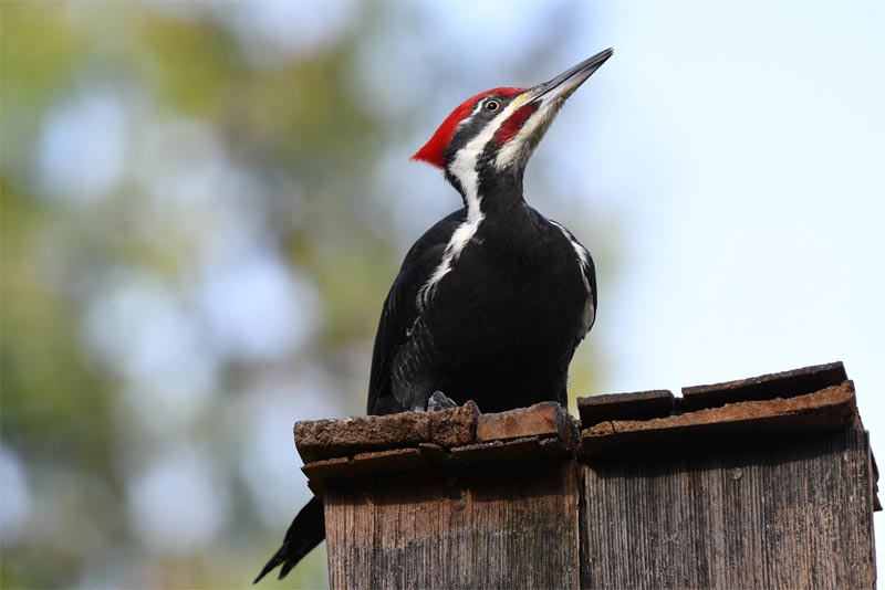 Top 10 interesting facts about woodpeckers - Depth World