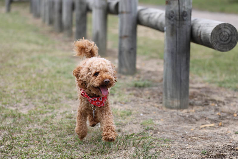 toy-poodle