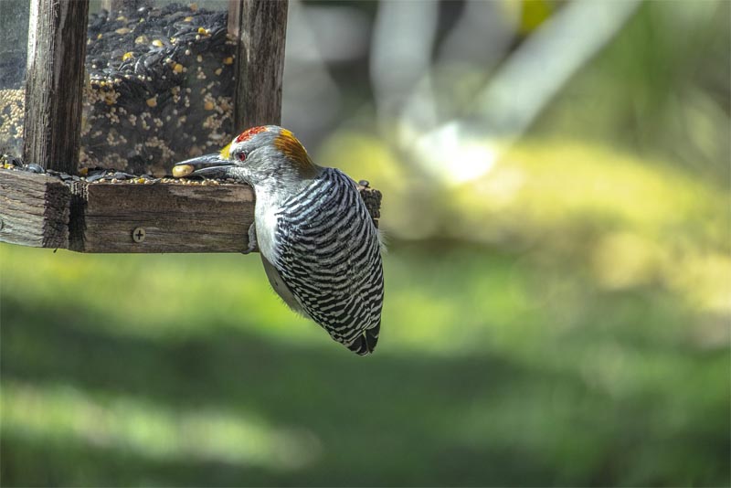 woodpeckers-also-love-nuts