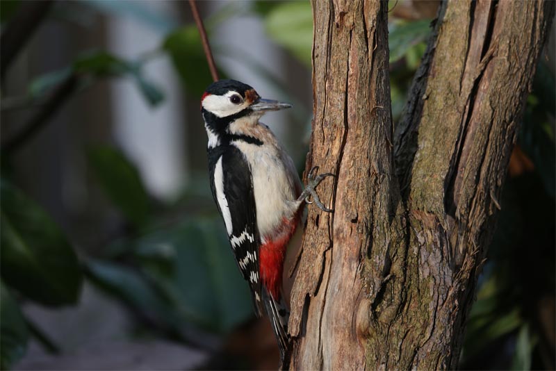 woodpeckers-prefer-dead-trees