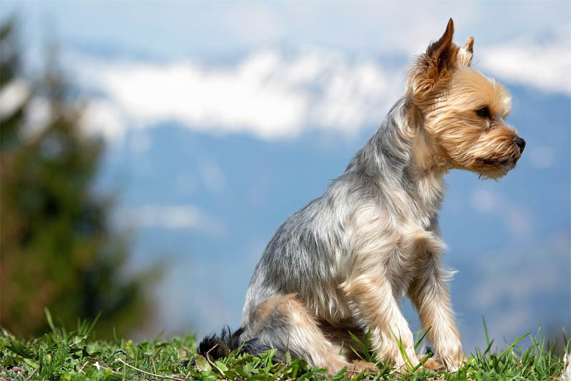 yorkshire-terrier