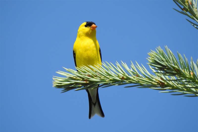 american-goldfinch