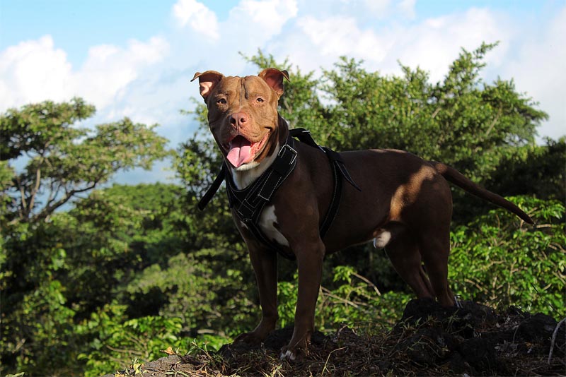 american-pit-bull-terrier