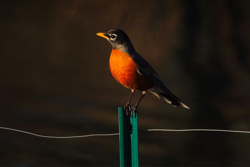 american-robin