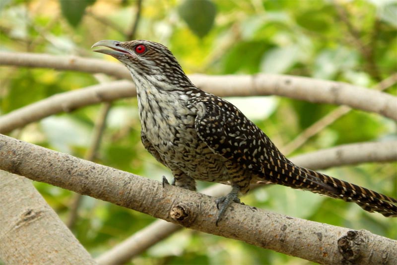 asian-koel