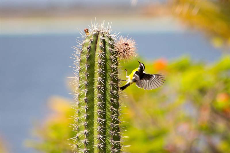 BANANAQUIT - Cute Small Birds