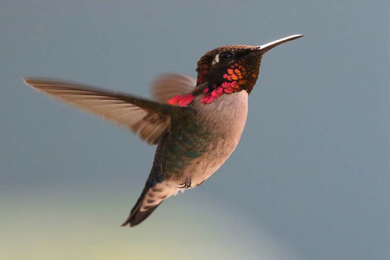 bee-hummingbird