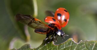 benefits-of-insects-for-humans