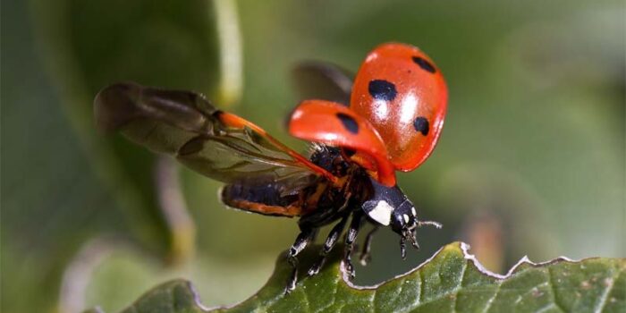 benefits-of-insects-for-humans
