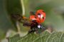 benefits-of-insects-for-humans