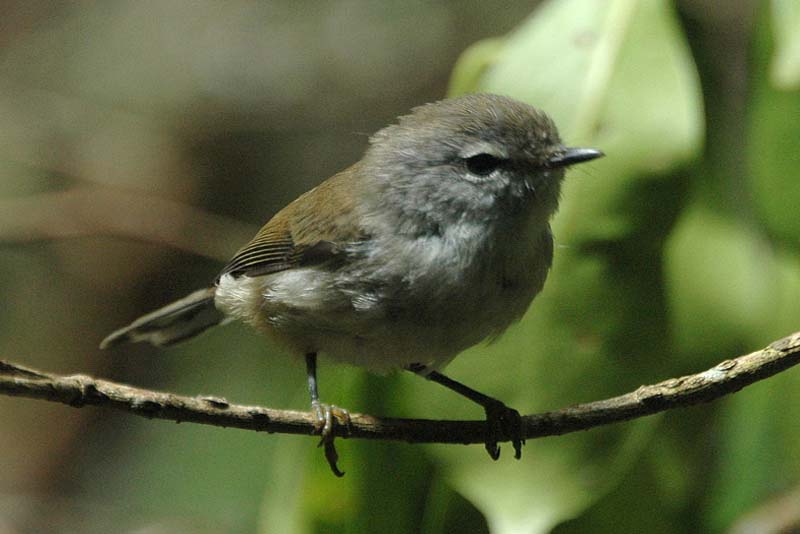 brown-gerygone