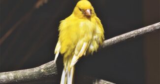 canary