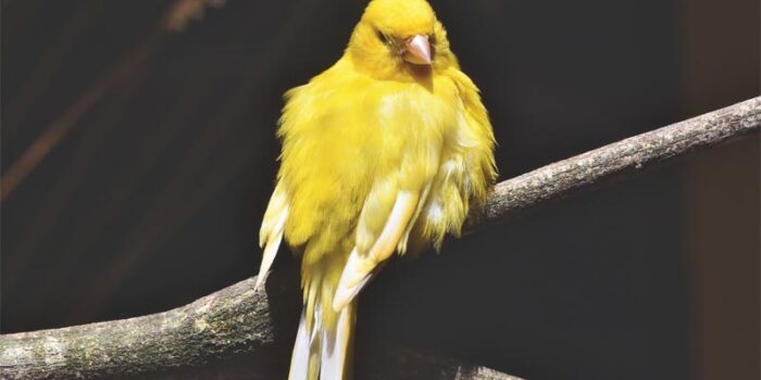 canary