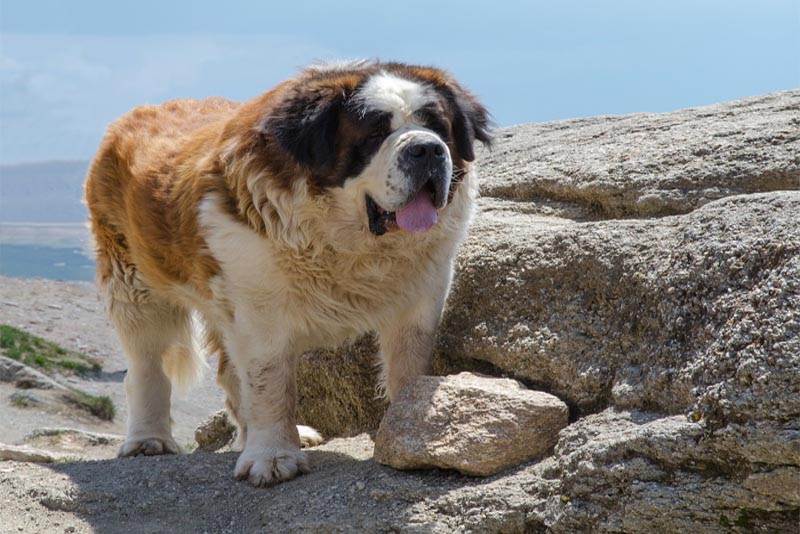 caucasian-shepherd-dog