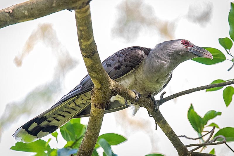 channel-billed-cuckoo