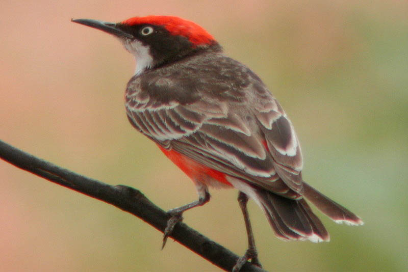 CRIMSON CHAT