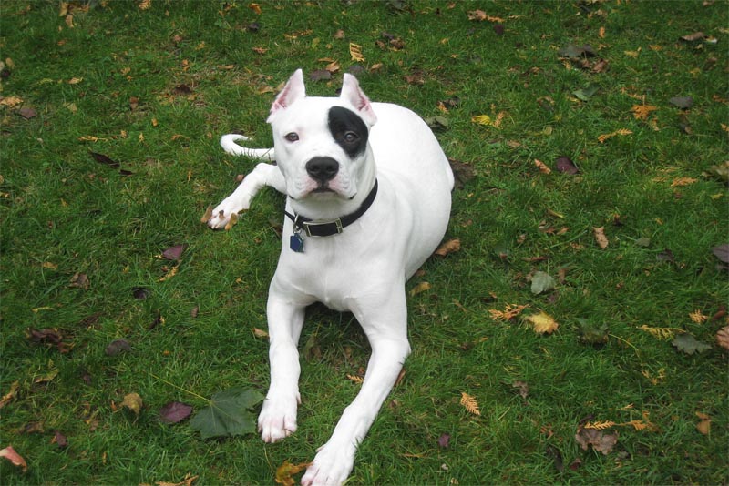 dogo-argentino