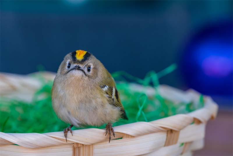 goldcrest