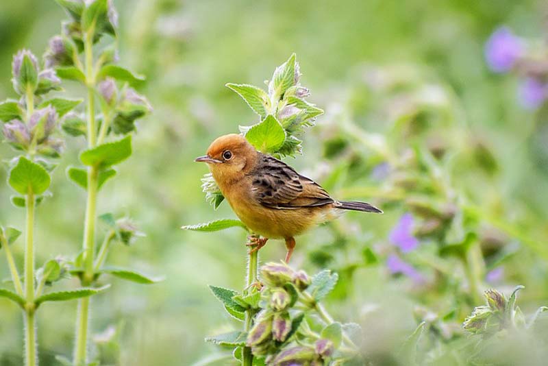 golden-headed-cisticola