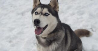 husky