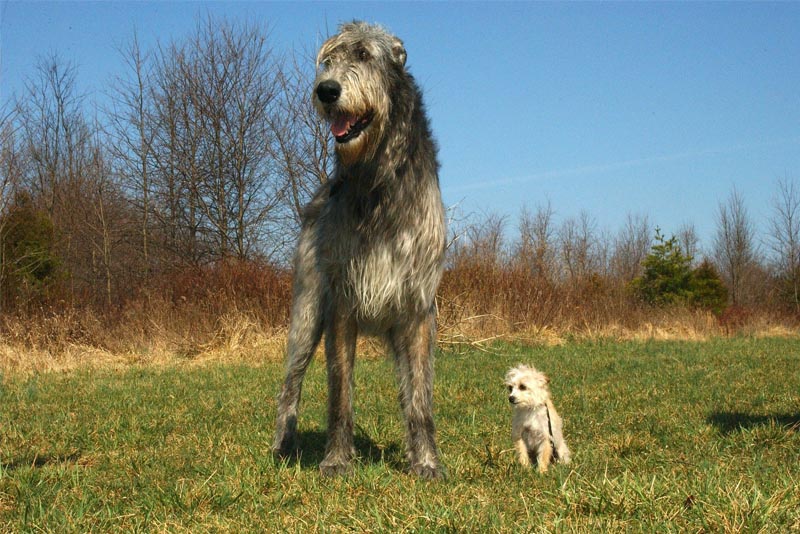 irish-wolfhound