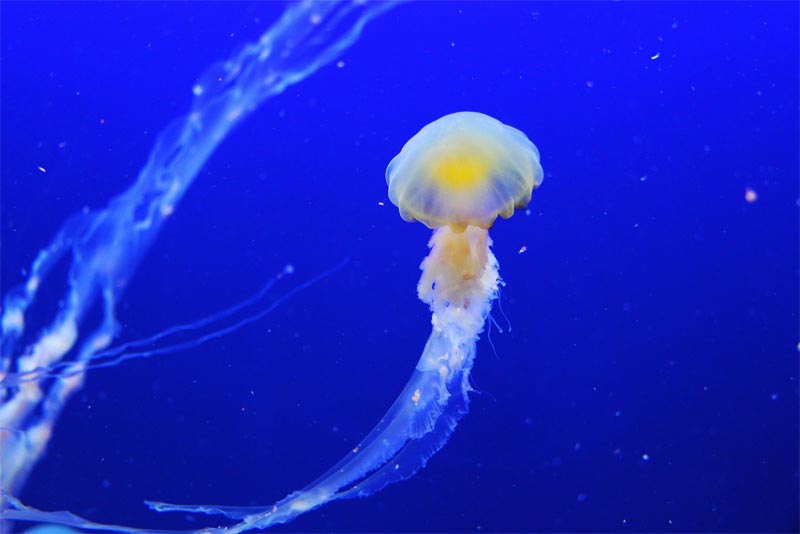 jellyfish