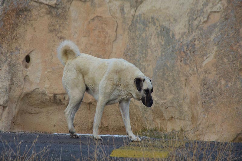 kangal