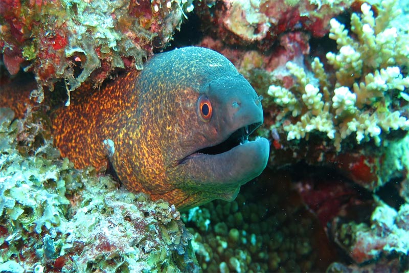 moray-eel