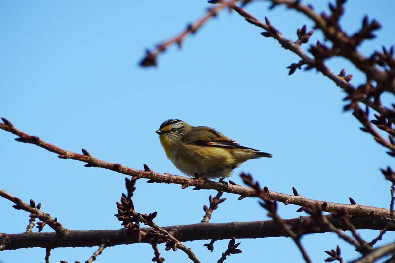 pardalote