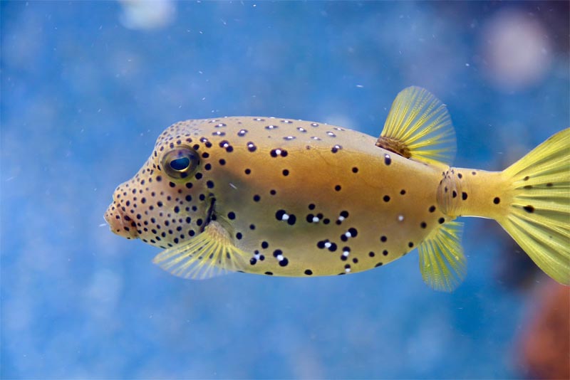 puffer-fish