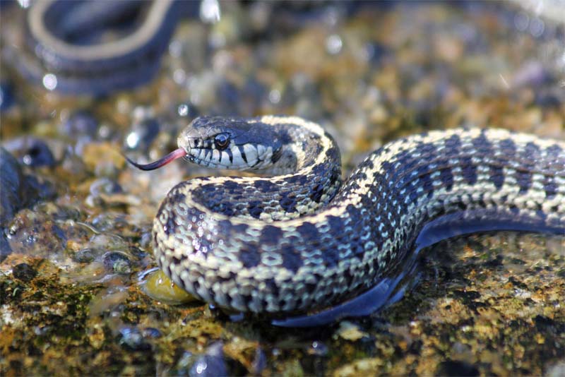 snake-island