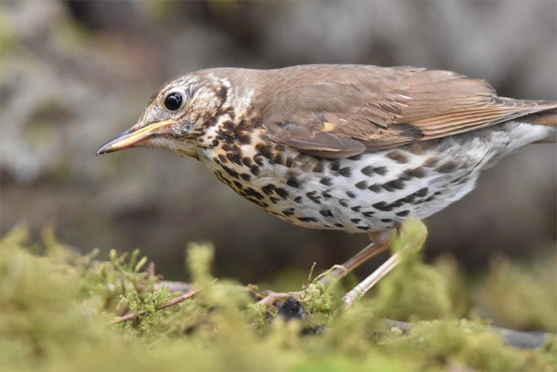 song-thrush