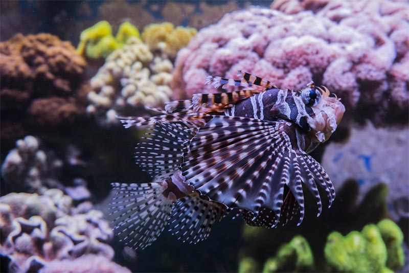 the-red-lionfish