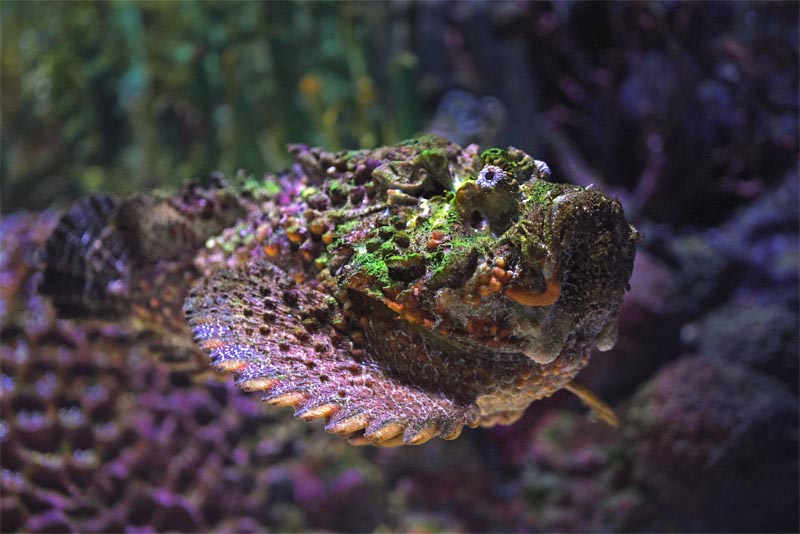 the-stonefish