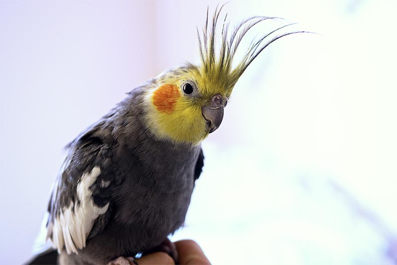 the-whistling-cockatiel