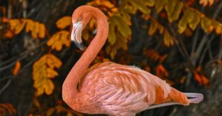 top-10-interesting-facts-about-flamingos